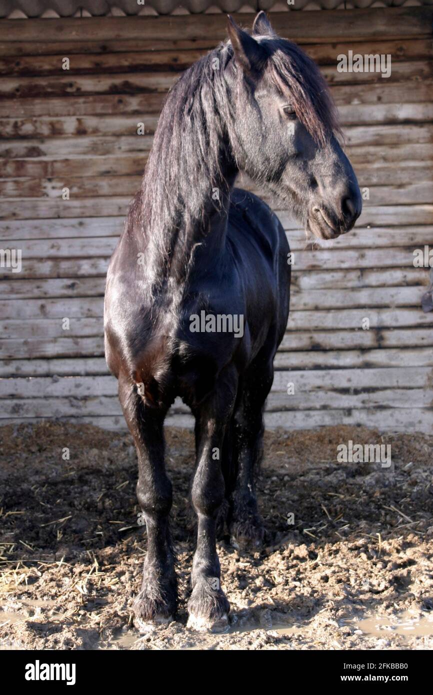 Cavallo domestico (Equus przewalskii F. caballus), cavallo sella nero in un rifugio, Austria Foto Stock