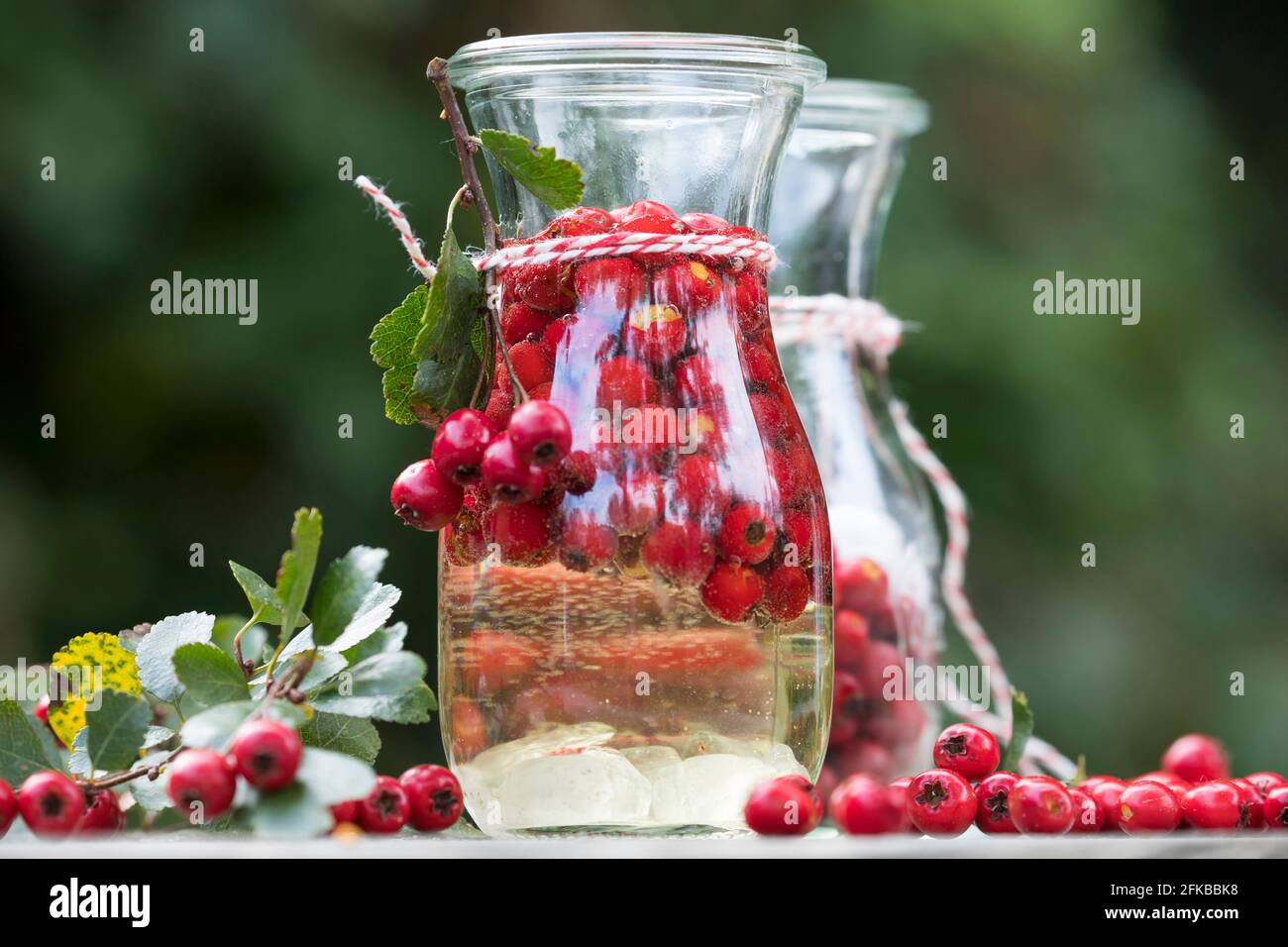 Biancospino inglese, biancospino di midland (Crataegus laevigata, Crataegus oxyacantha), produzione di vino biancospino, i frutti sono decapati in vino bianco , Germania Foto Stock