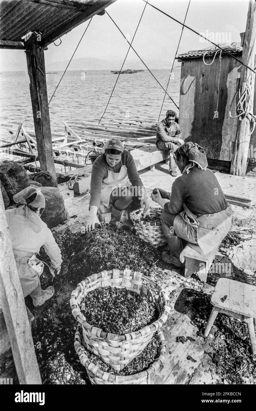 SPAGNA - Galizia - 1970. Donne che lavorano sulle zattere di coltivazione della mitili nella baia di Lorbe vicino A Coruña, Galizia, Spagna nord-occidentale. Foto Copyright: P Foto Stock