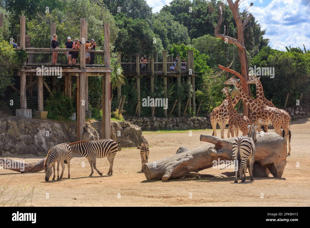 L'area 'Africa' in uno zoo. La gente sulle piattaforme sollevate guarda le zebre e le giraffe. Zoo di Auckland, Auckland, Nuova Zelanda Foto Stock