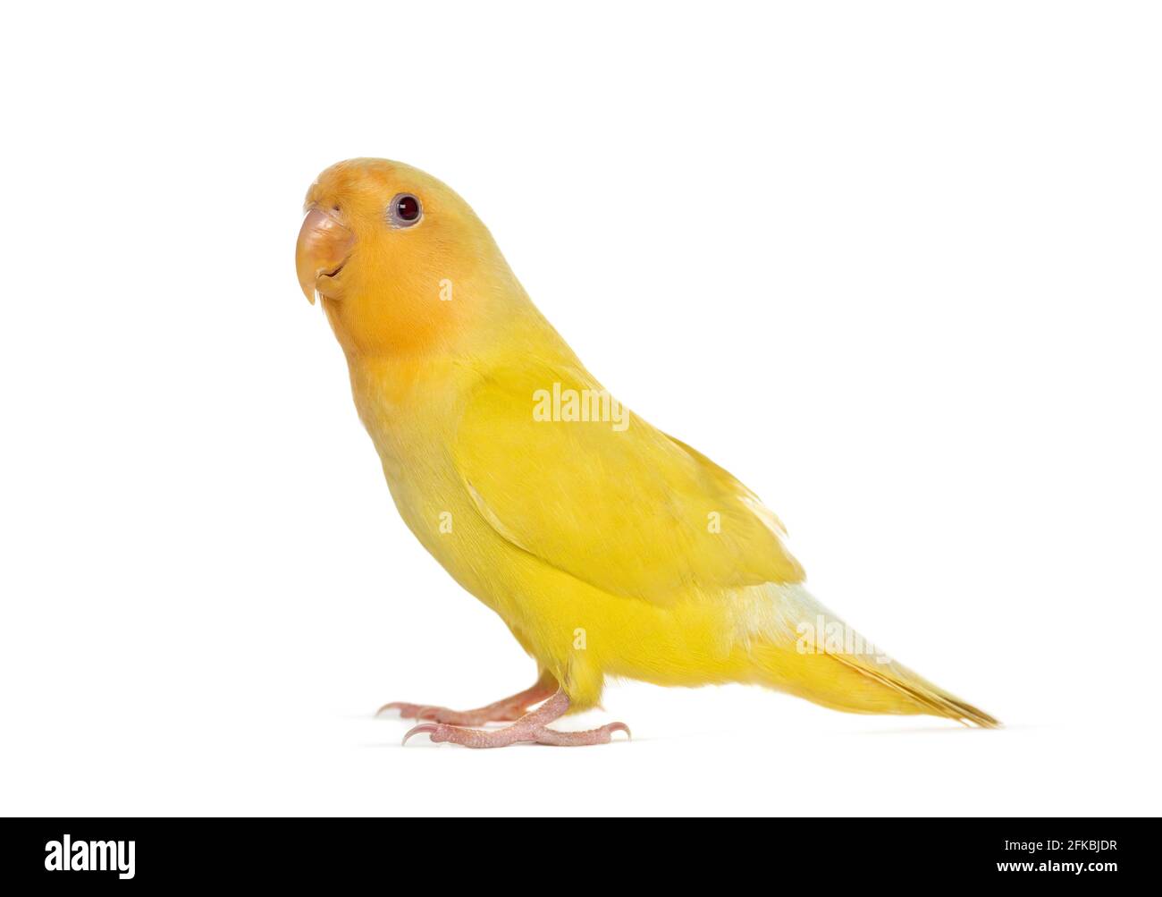 Lovebird giallo isolato su bianco Foto Stock