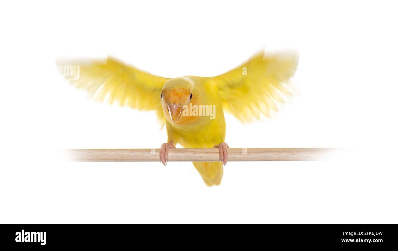 Lovebird giallo isolato su bianco Foto Stock