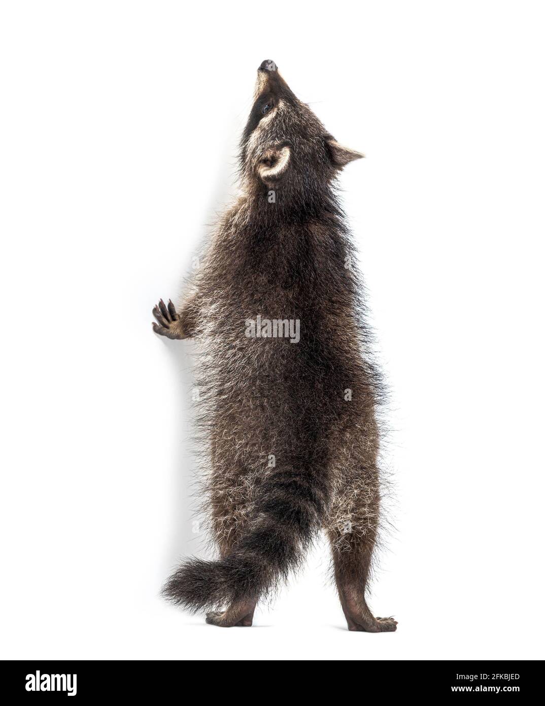 Raccoon conoscere sulle gambe posteriori, guardando in su, isolato Foto Stock