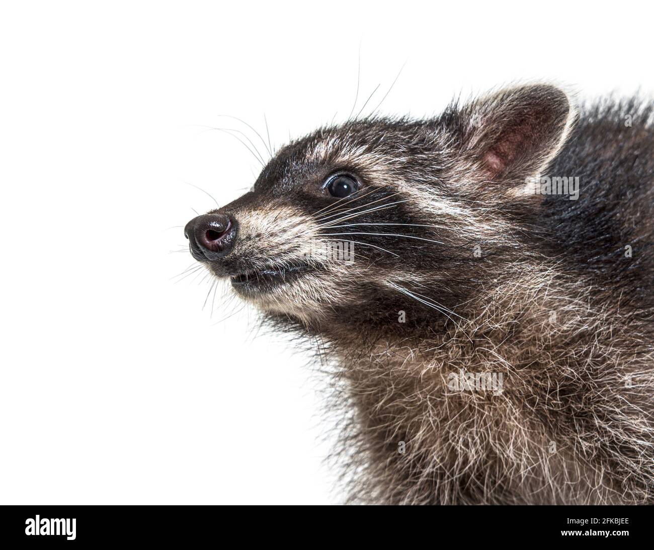 Ritratto vista laterale di un giovane raccoon dall'espressione felice Foto Stock