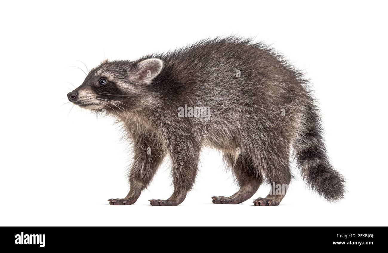 Vista laterale di un giovane Raccoon in piedi, isolato Foto Stock