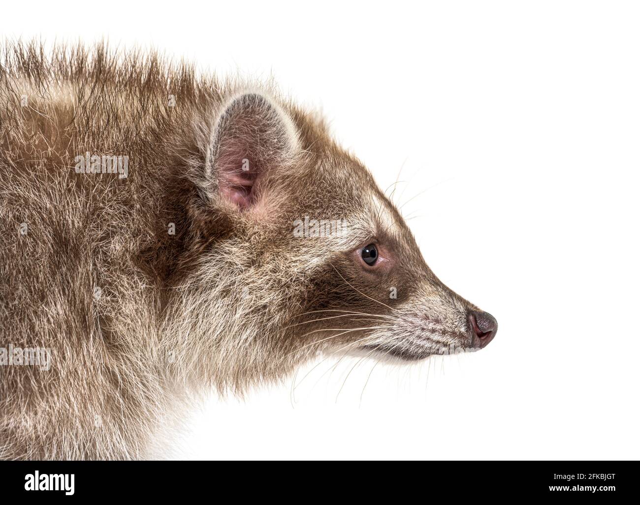 Colpo di testa di un profilo di raccoon rosso Foto Stock