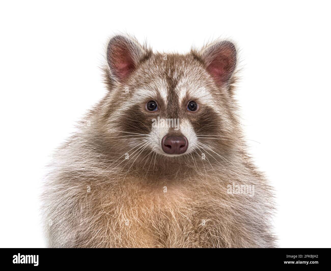 Foto di un Raccoon marrone rivolto verso la fotocamera, isolato Foto Stock