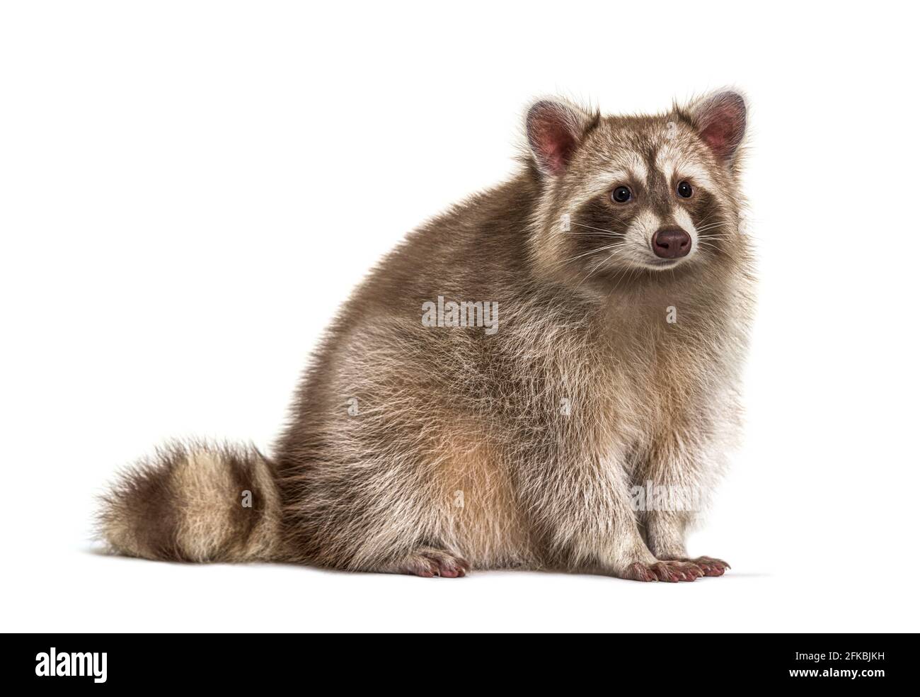 Red Raccoon che guarda lontano isolato su bianco Foto Stock