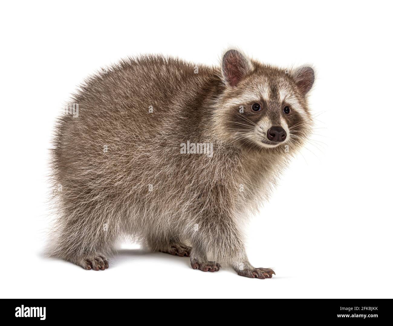 Marrone Raccoon in piedi e guardando lontano, isolato su bianco Foto Stock