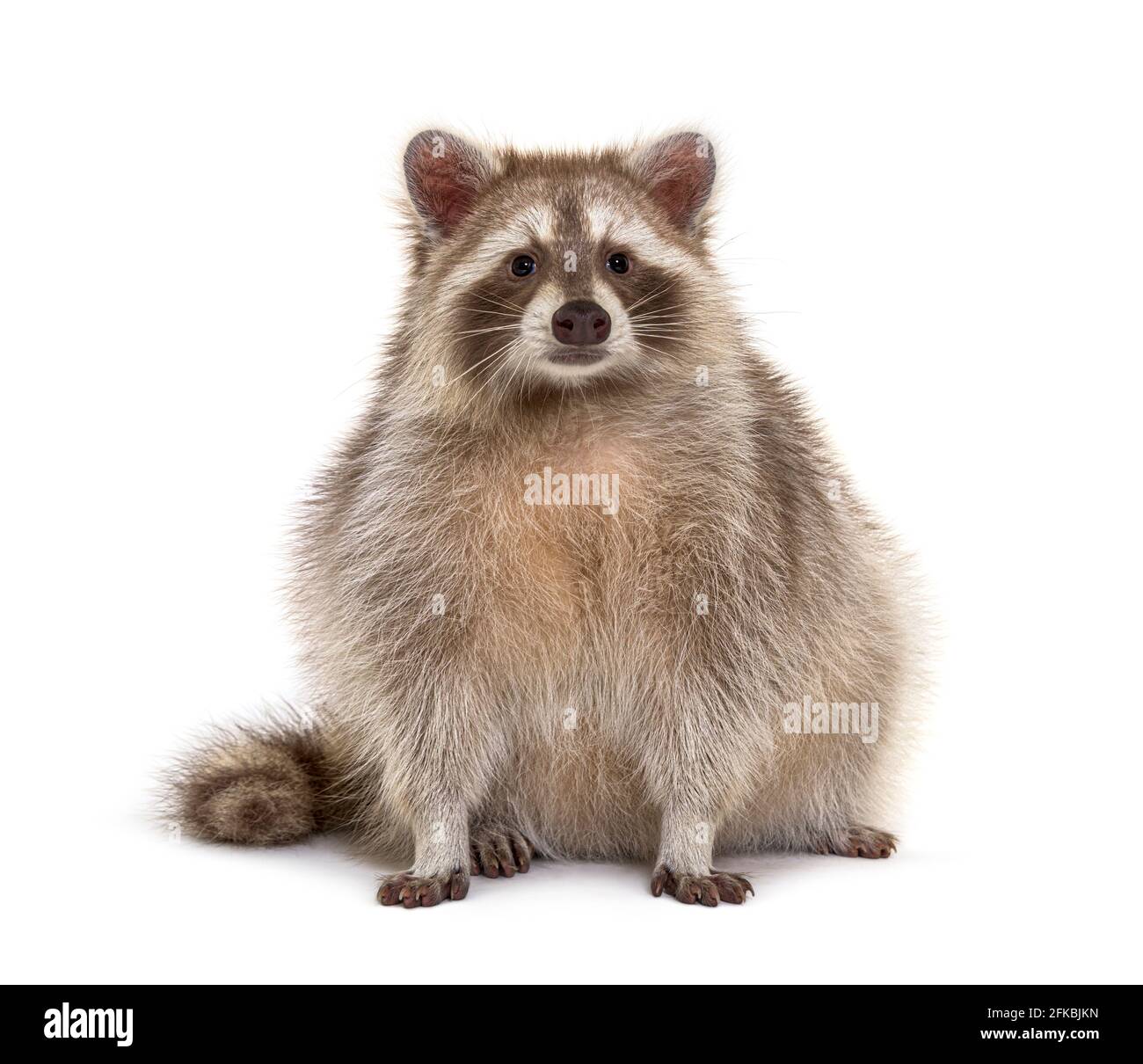 Raccoon rosso rivolto verso la fotocamera isolato su bianco Foto Stock