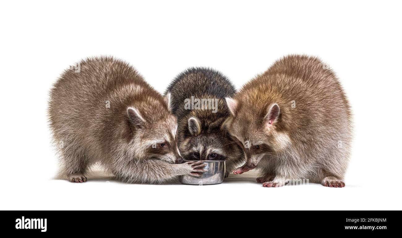 tre procioni che mangiano da una ciotola del cane Foto Stock