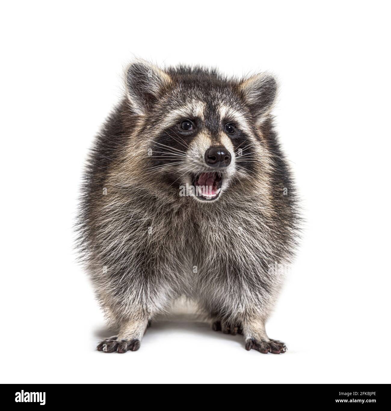 Raccoon espressivo su sfondo bianco, sorpreso Foto Stock