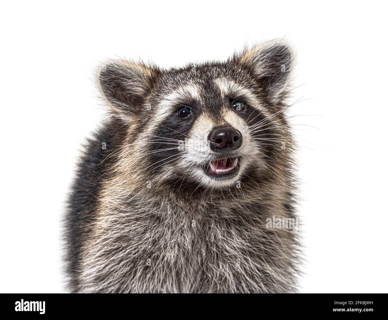 Foto di un giovane Raccoon rivolto verso la fotocamera, isolato Foto Stock