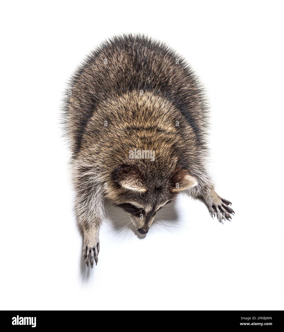 Giovane curioso raccoon che guarda e si inclina verso il basso, isolato su bianco Foto Stock