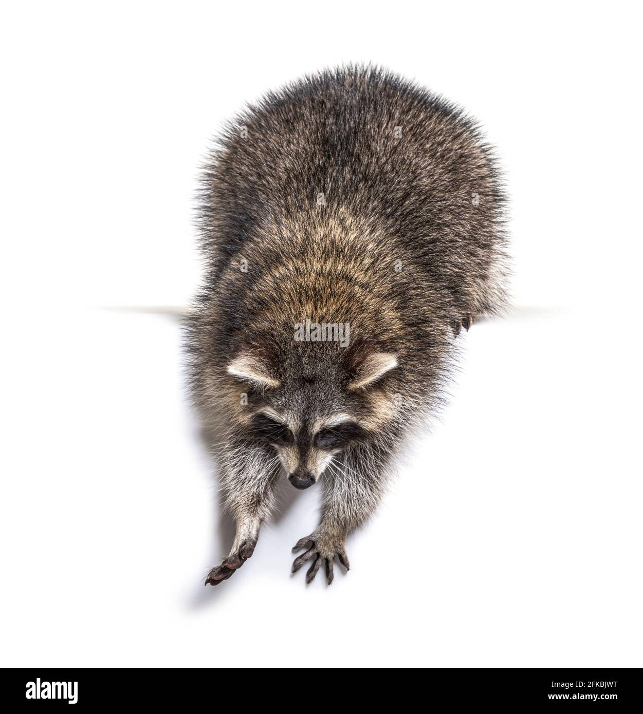 Giovane curioso raccoon che guarda e si inclina verso il basso, isolato su bianco Foto Stock