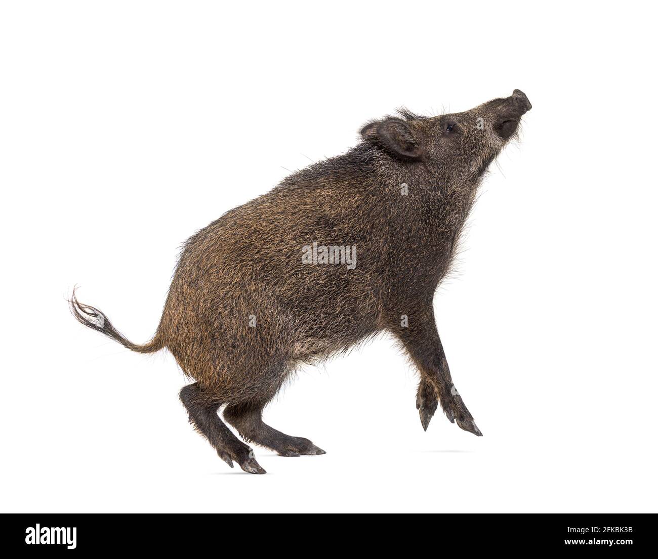Cinghiale che guarda su, sulle gambe posteriori, e cercando di saltare, isolato su bianco Foto Stock