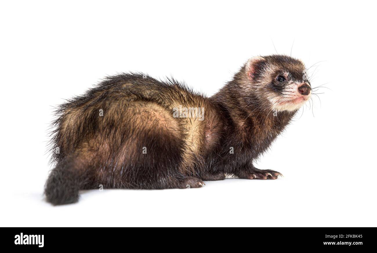 Vista posteriore di un polecat europeo che guarda indietro o lontano, isolato Foto Stock