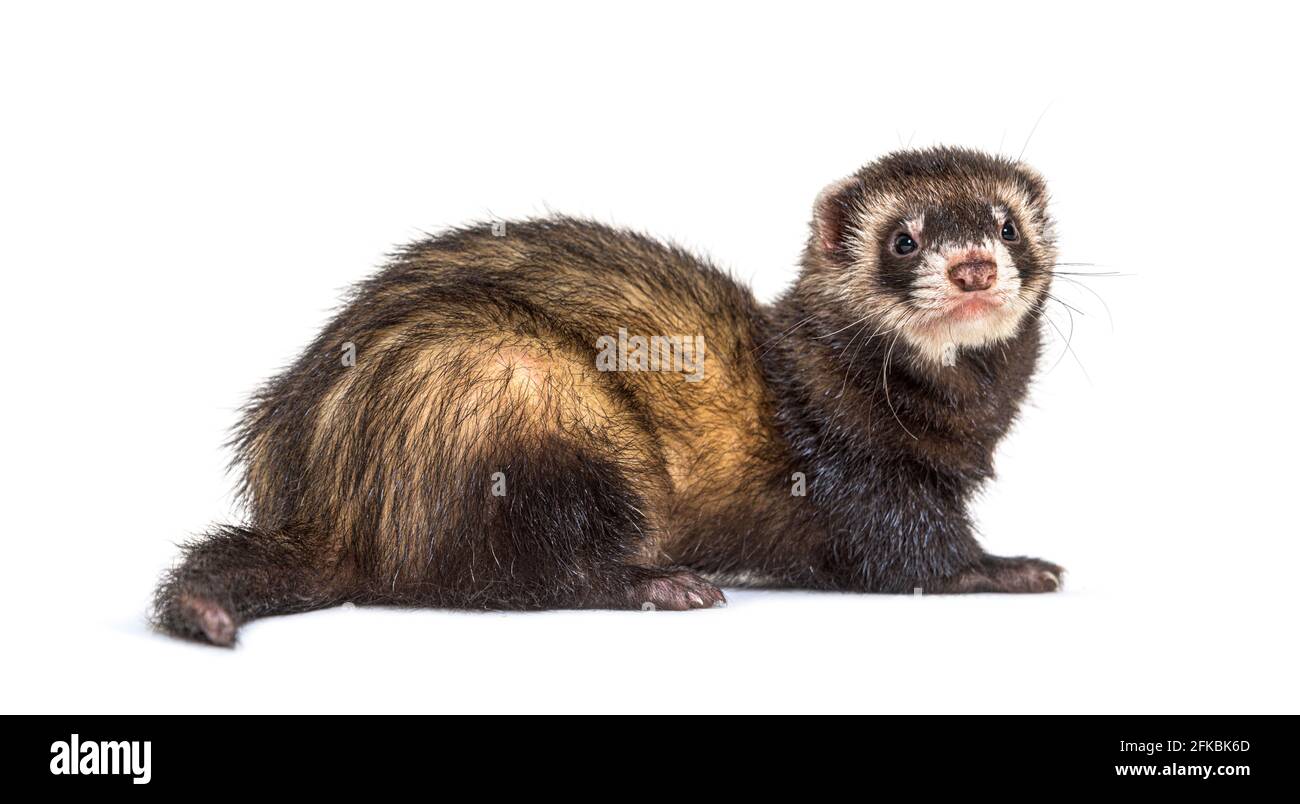 Vista posteriore di un polecat europeo che guarda indietro, isolato, furetto Foto Stock