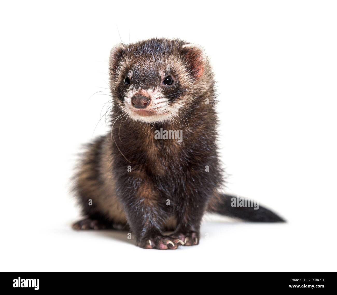 Il polecat europeo che guarda via, di fronte a uno sfondo bianco, isolato Foto Stock