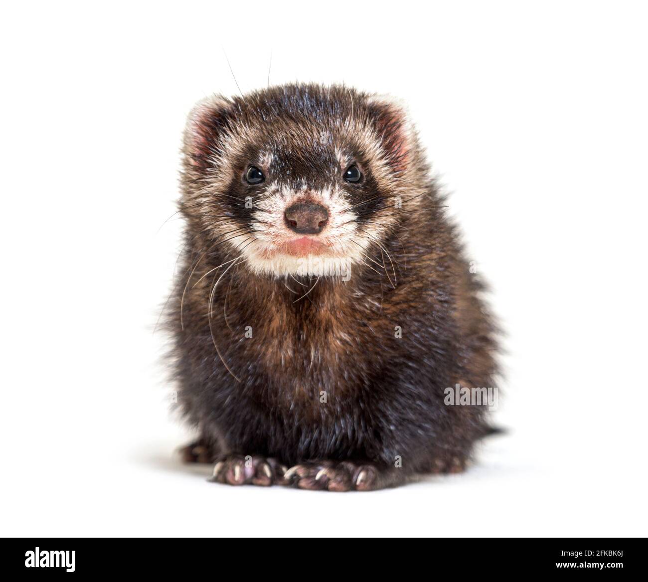 Europeo polecat di fronte e guardando la fotocamera, isolato Foto Stock