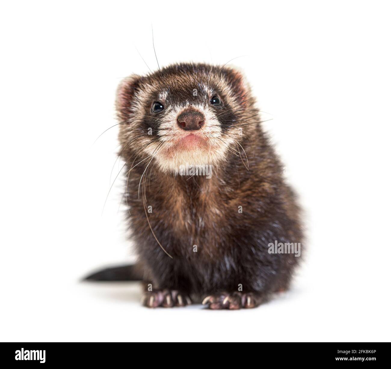 Europeo polecat di fronte e guardando la fotocamera, isolato Foto Stock