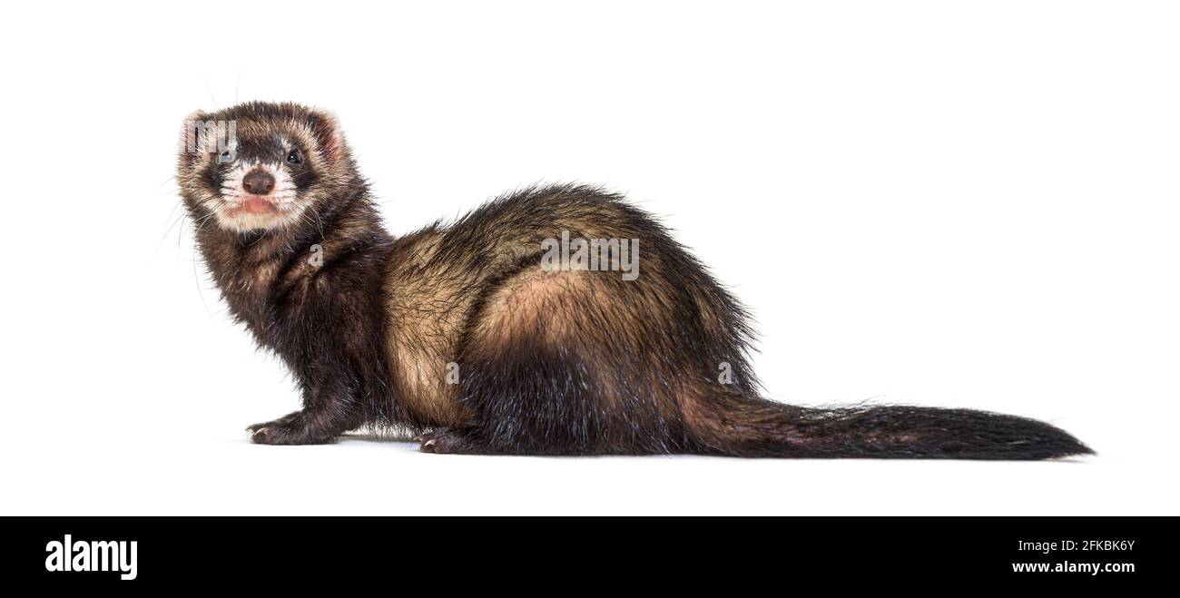 Vista posteriore di un polecat europeo che guarda indietro Foto Stock