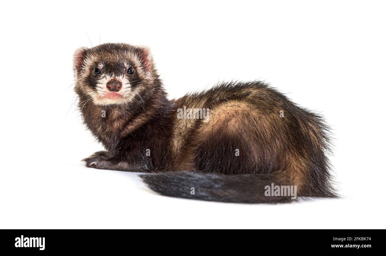 Vista posteriore di un polecat europeo che guarda indietro. Furetto selvaggio Foto Stock