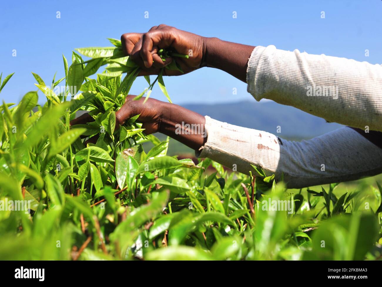 Gli operai della piantagione del tè che raccolgono nel campo a Mukumbani Tea Tenuta in Sud Africa Foto Stock