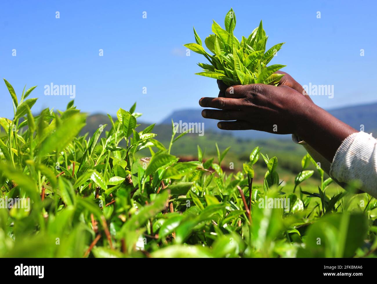 Gli operai della piantagione del tè che raccolgono nel campo a Mukumbani Tea Tenuta in Sud Africa Foto Stock