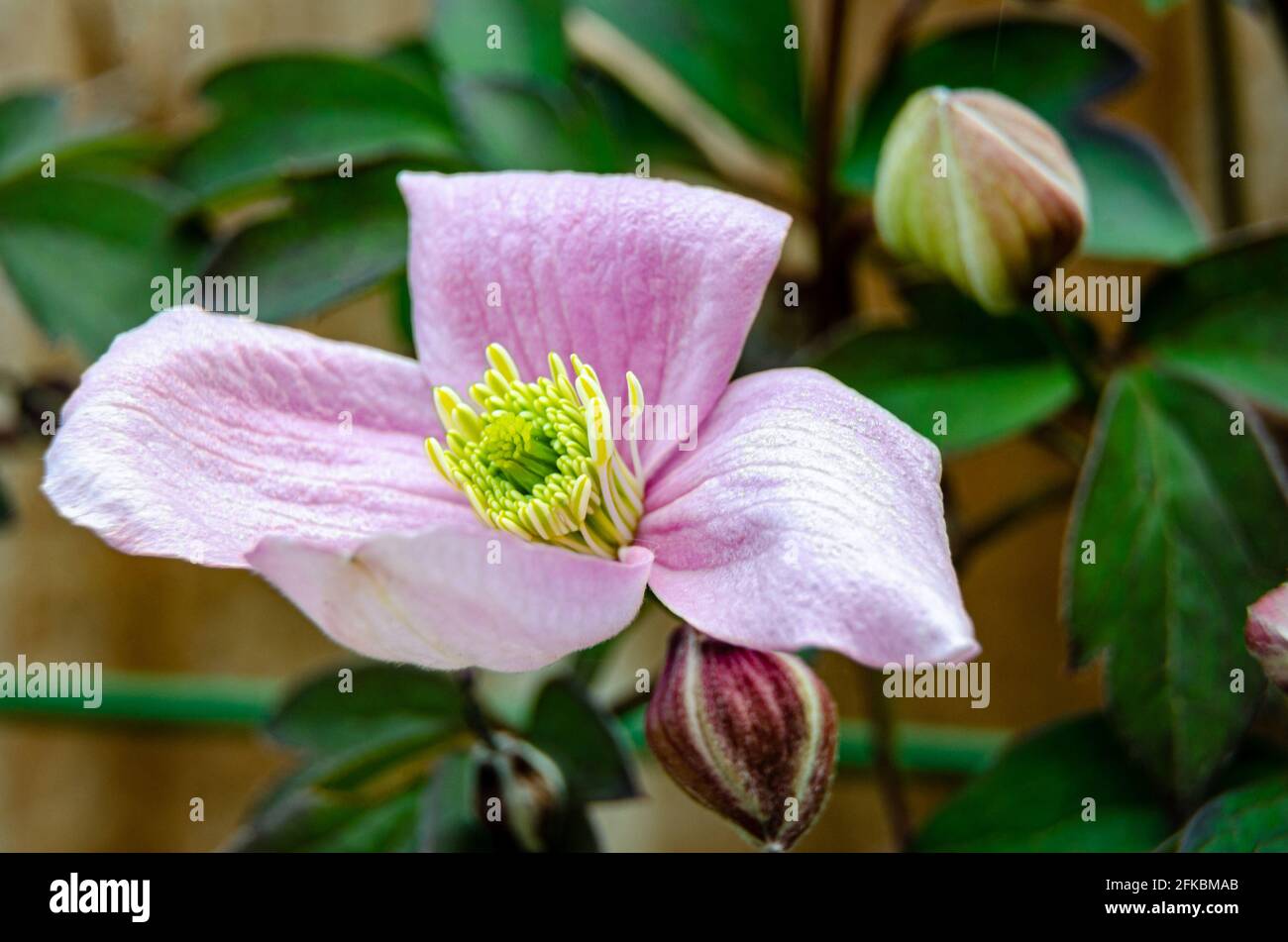 Primo piano vista di un fiore rosa clematis montana con gemme ancora aperte. Foto Stock