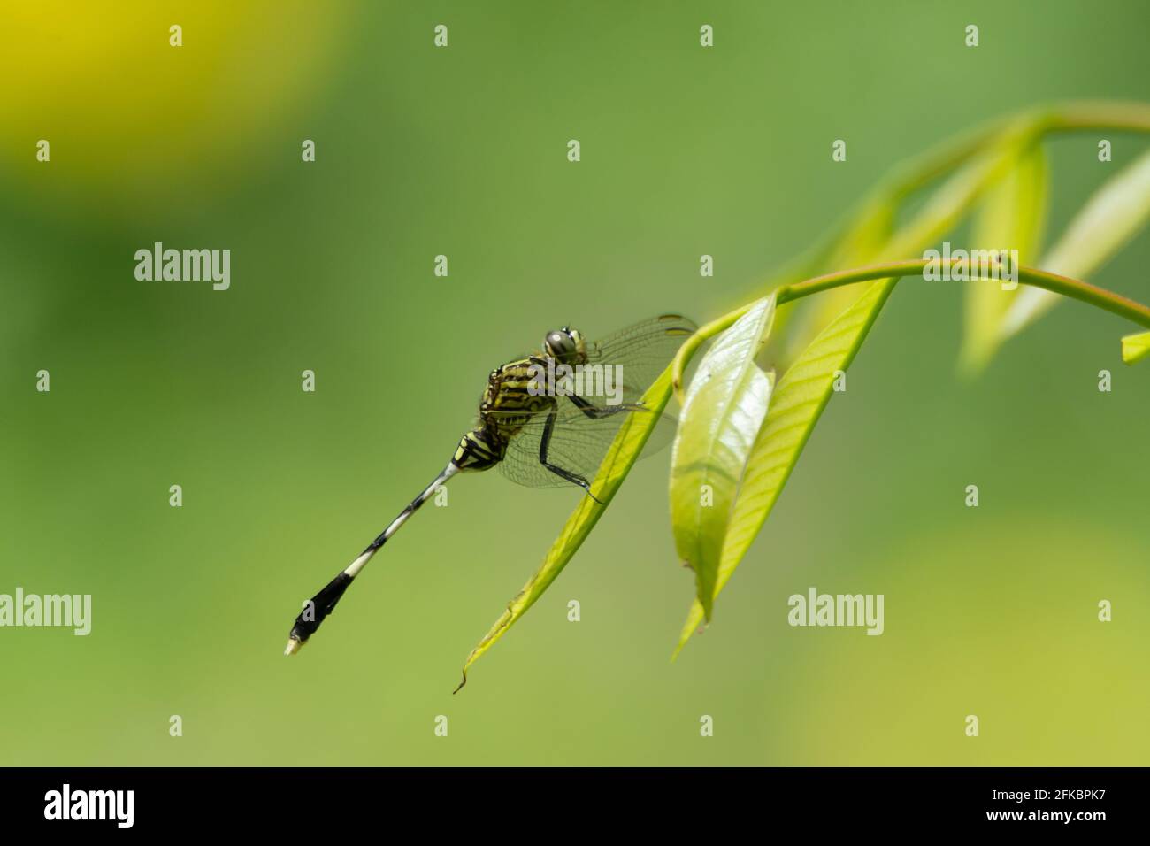 Un falco verde (Orthetrum sabina) libellula. Noto anche come il sottile skimmer visto poggiare su una foglia nel giardino di Mangalore a Karnataka, i Foto Stock