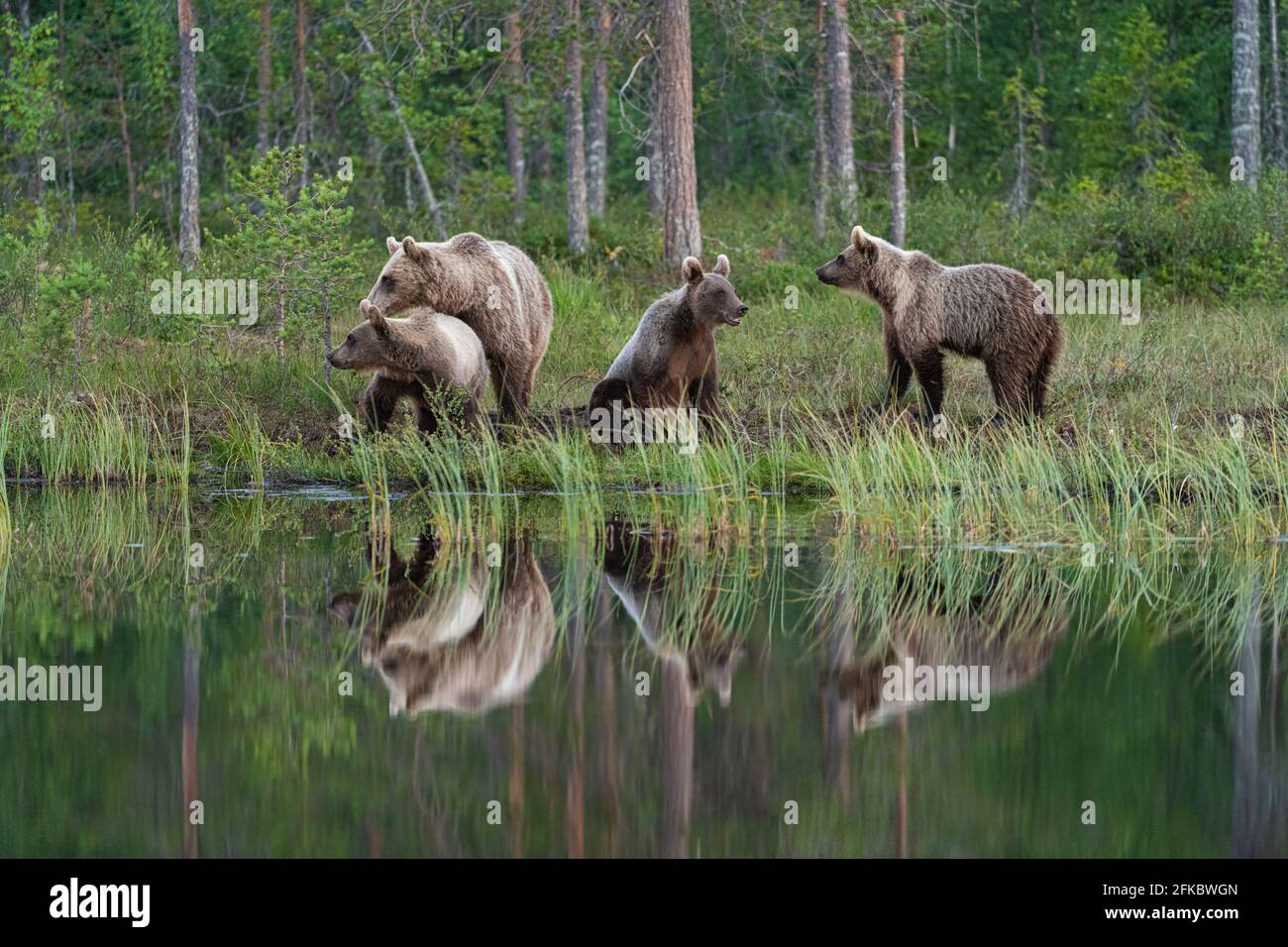 Orso bruno eurasiatico (Ursus arctos arctos) e cuccioli, Kuhmo, Finlandia, Europa Foto Stock
