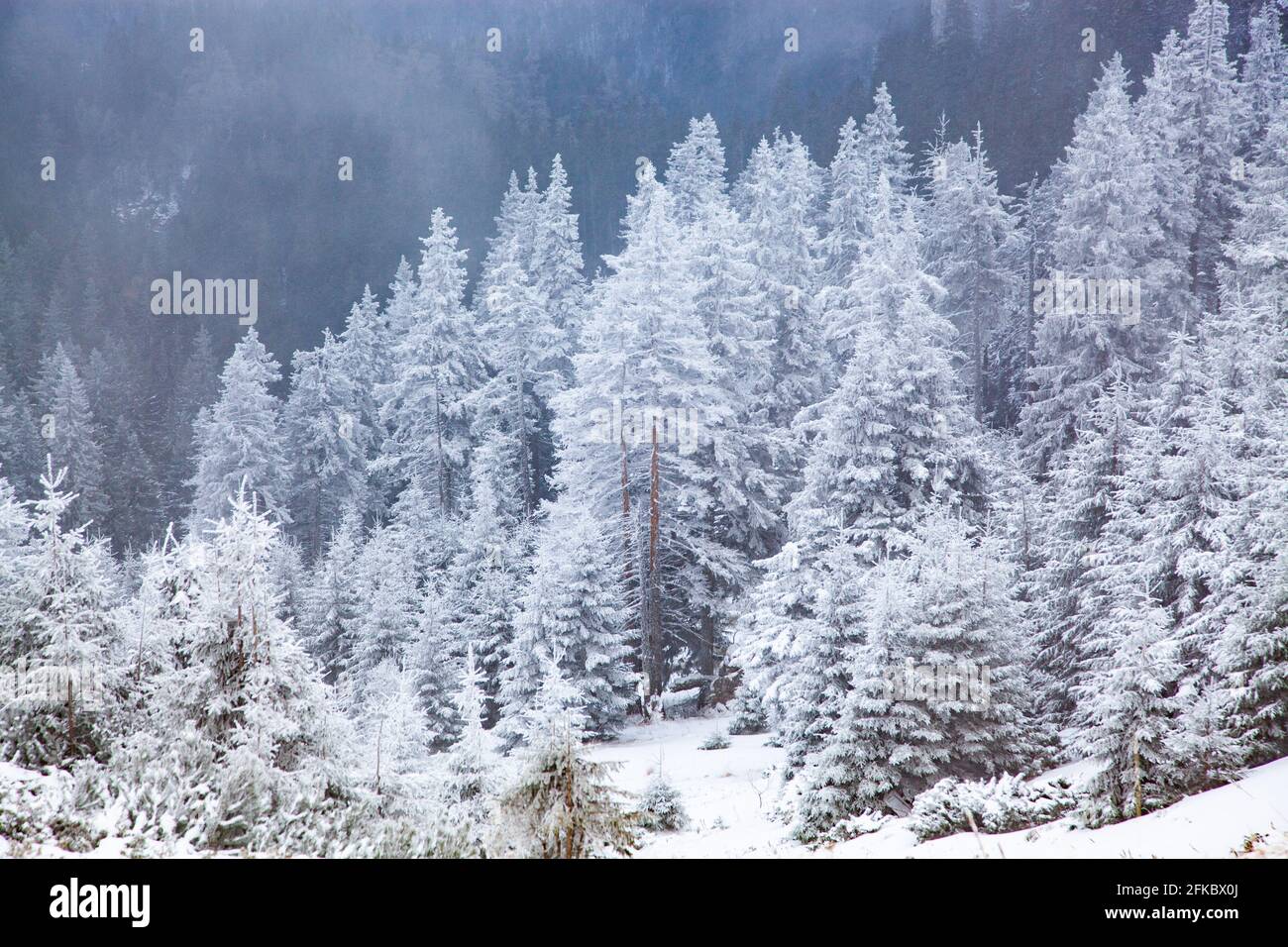 Massiccio di Ceahlau in inverno, Carpazi Orientali, Contea di Neamt, Moldavia, Romania, Europa Foto Stock