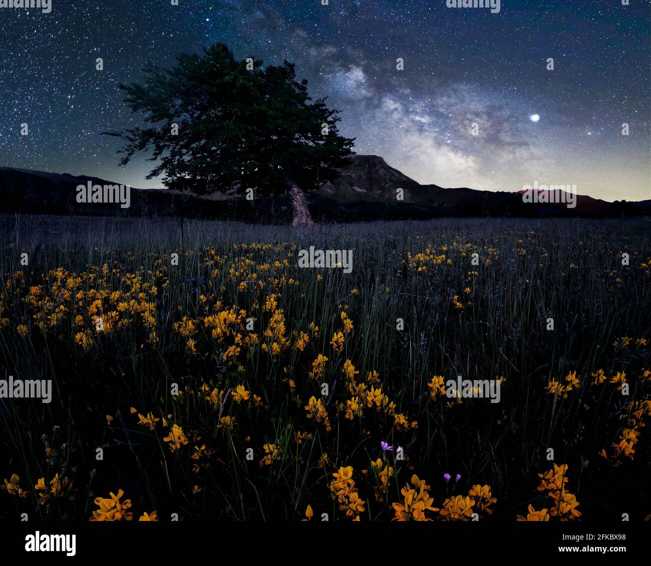 Via Lattea a Prati di Sara con fiori gialli in primo piano e alberi e montagne piegati sullo sfondo, Emilia Romagna, Italia, Europa Foto Stock