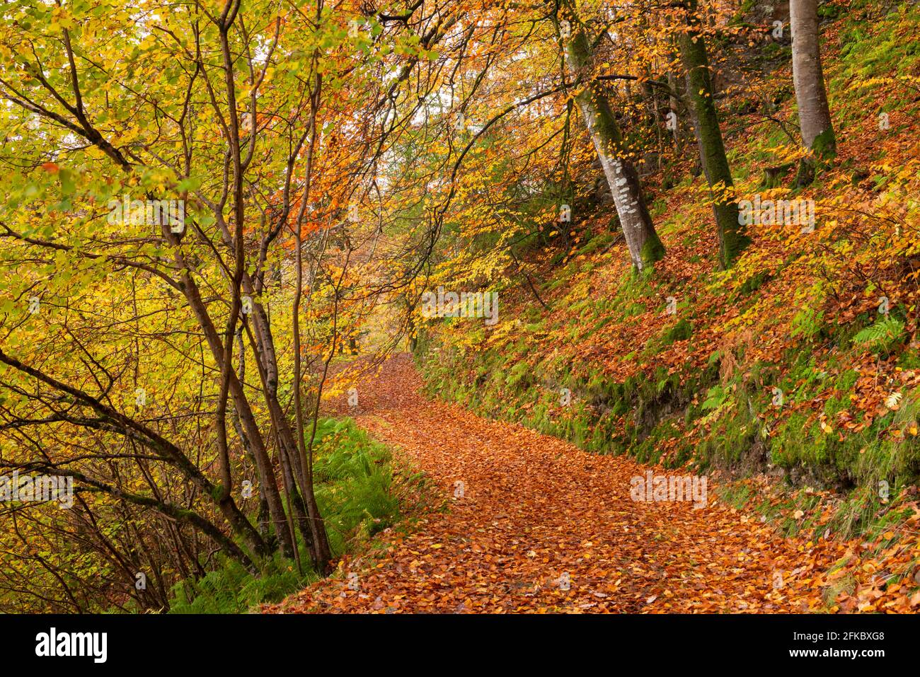 Percorso boschivo attraverso una foresta decidua in autunno, Watersfeet, Exmoor National Park, Devon, Inghilterra, Regno Unito, Europa Foto Stock