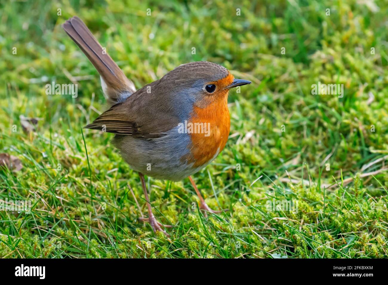 European robin (Erithacus rubecula), un uccello popolare colorato, nelle Chiltern Hills, Pishill, Henley-on-Thames, Oxfordshire, Inghilterra, Regno Unito Foto Stock