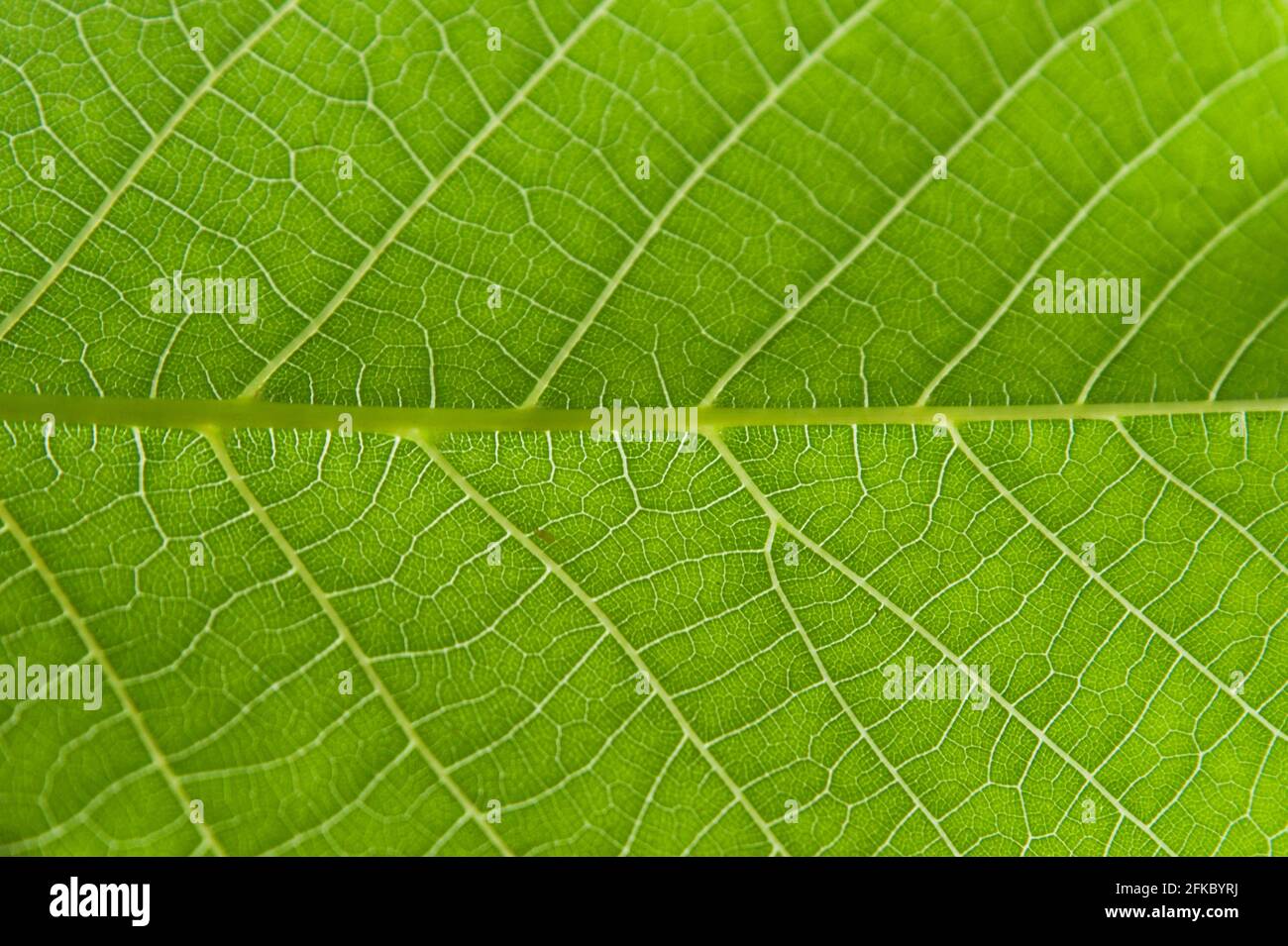 Foglia verde che mostra intricata tessitura con epidermide cerosa e vene bianche, dettaglio primo piano di fogliame fresco con venazione pinnate, fondo di concetto Foto Stock