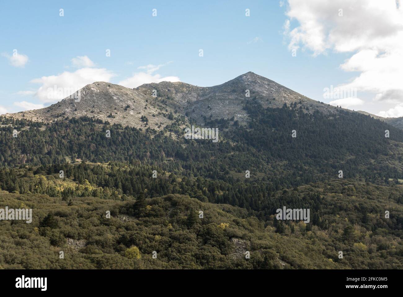 Sierra de las Nieves, parco naturale, all'interno della Serrania de Ronda, con abeti spagnoli, Andalusia, Spagna meridionale. Foto Stock