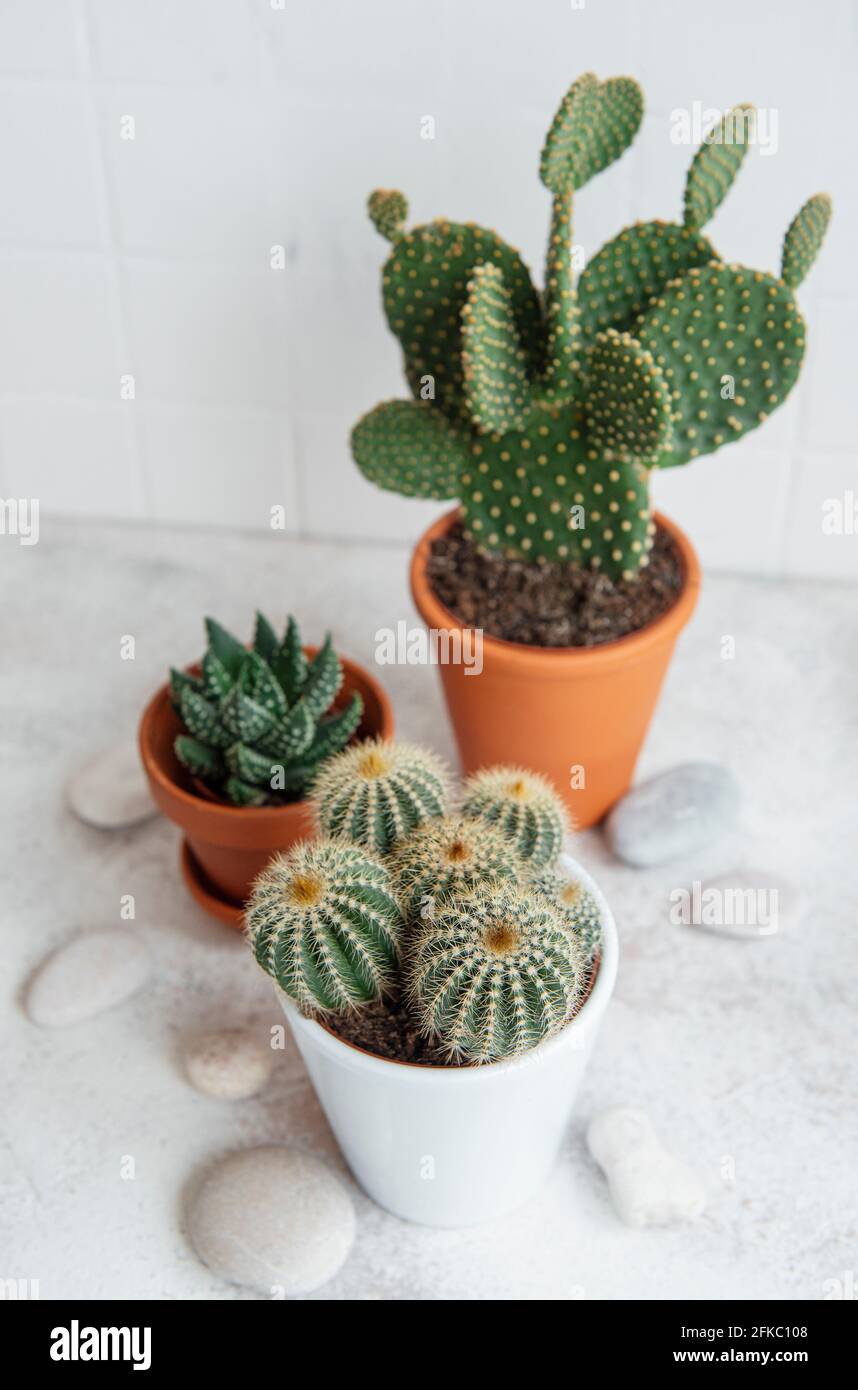 Cactus e pianta succulente in pentole sulla tavola, piante della casa Foto Stock