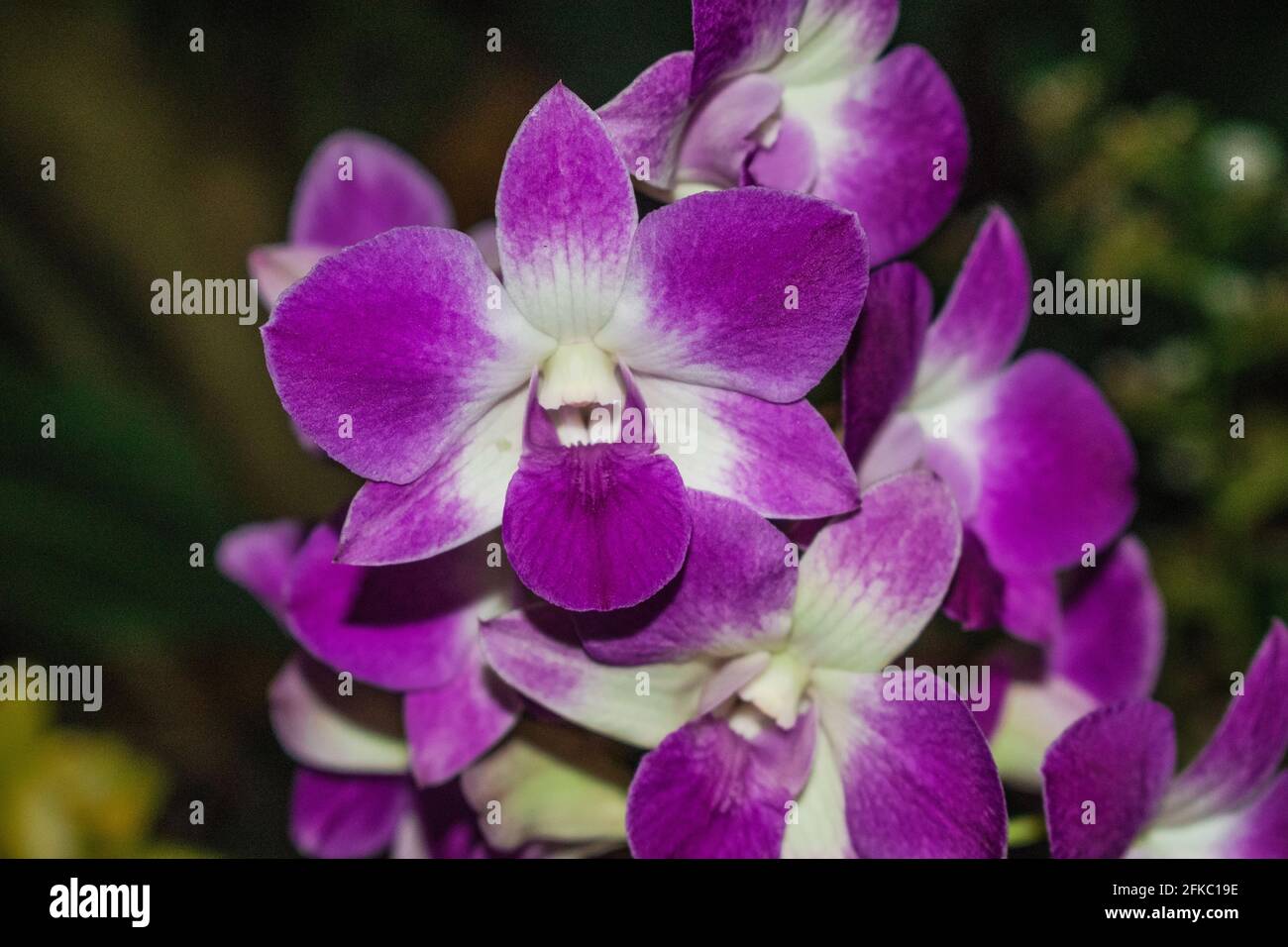 Orchidea viola (Dendrobium) con sfondo scuro giardino Foto Stock