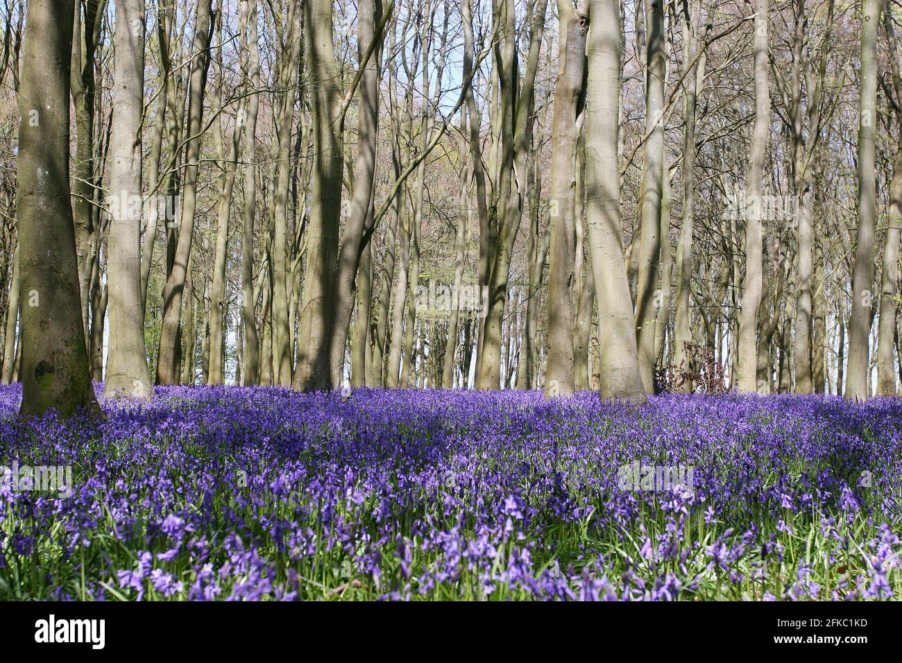 Una splendida esposizione di bluebells (Hyacinthoides non-scripta) a Faringdon, Oxfordshire, Regno Unito Foto Stock