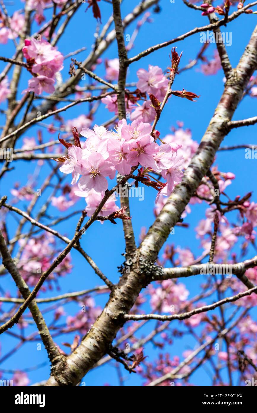 Prunus sargentii una pianta primaverile fiorente di ciliegio con fiore rosa nella stagione primaverile che è comunemente conosciuto come ciliegia di Sargent, s. Foto Stock