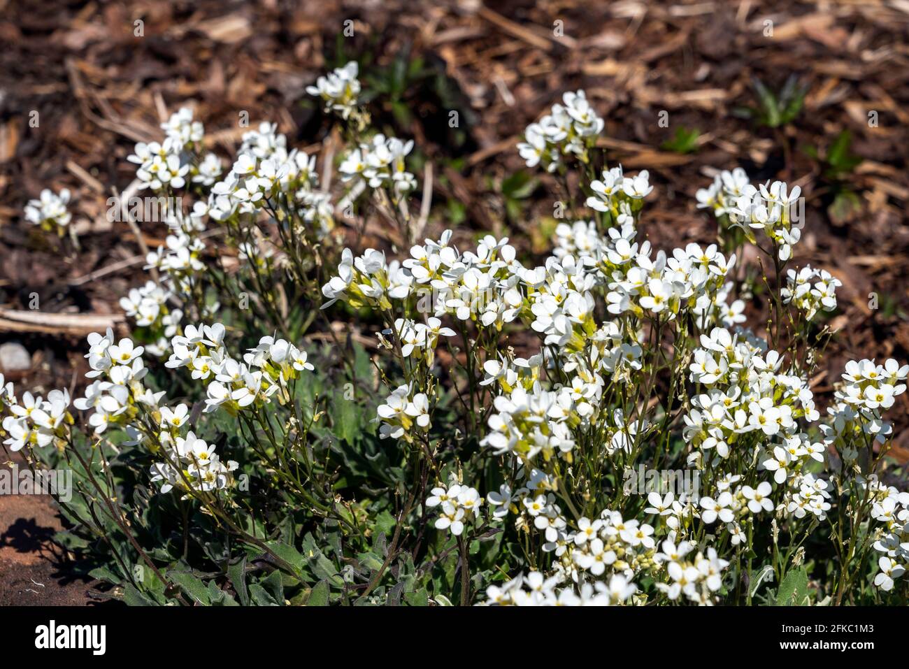 Arabis alpina subsp caucasica 'variegata' una pianta di fioritura primaverile con ya fiore bianco primaverile comunemente conosciuto come roccia variegata Cress, il phot di riserva Foto Stock