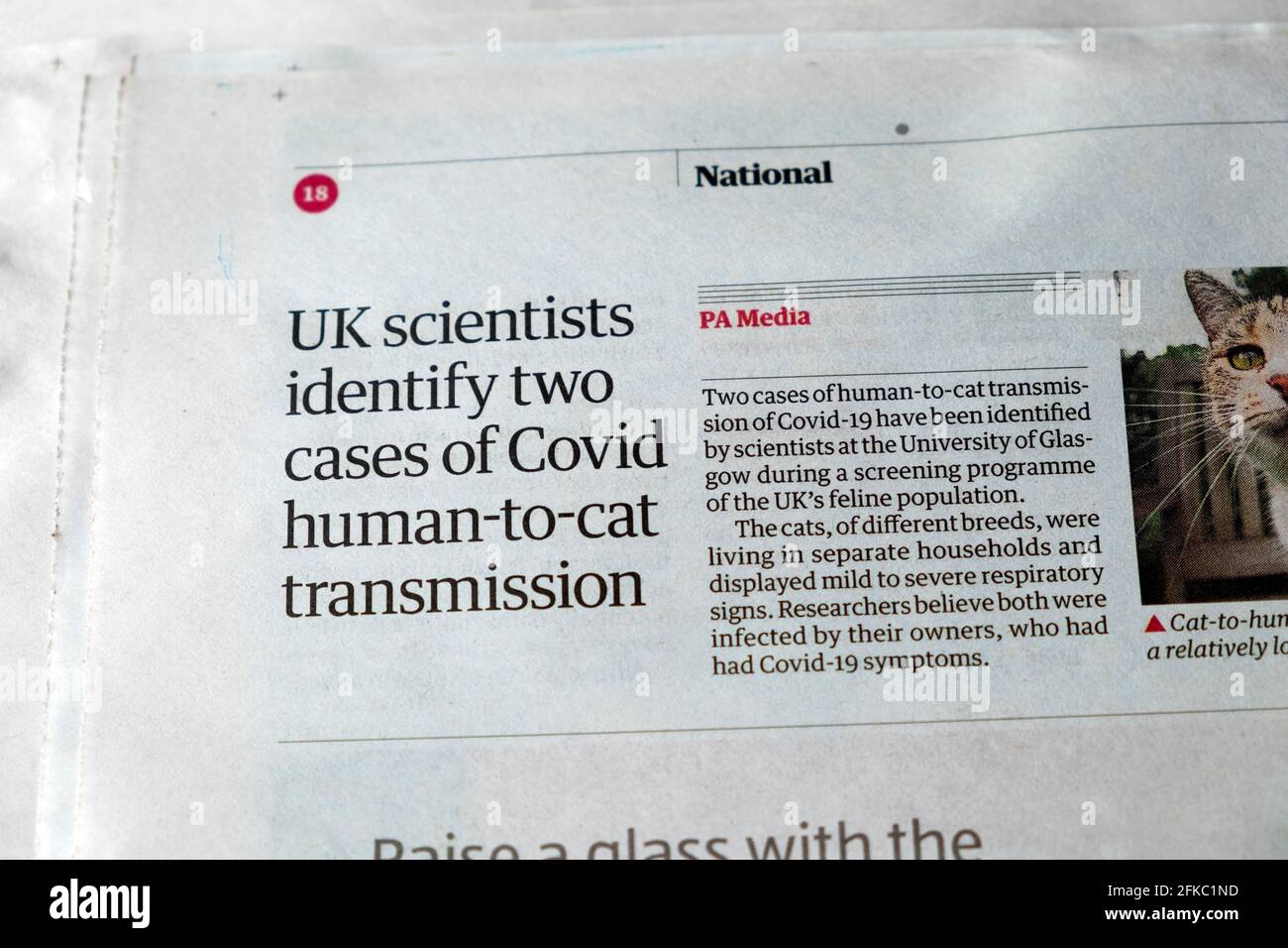 "Gli scienziati del Regno Unito identificano due casi di trasmissione da uomo a gatto di Covid" Guardian Pagina dell'articolo del giornale coronavirus pandemic Londra UK 24 aprile 2021 Foto Stock