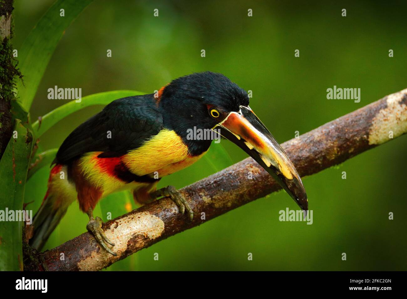 Piccolo toucan aracari Collarred, Pteroglossus torquatus, uccello con grande fattura. Toucan seduto sul ramo nella foresta, Boca Tapada, Costa Rica. Natura Foto Stock