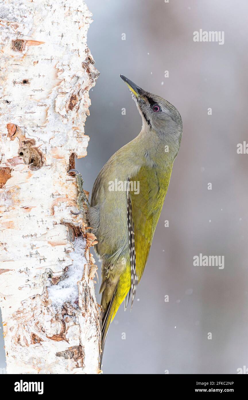 Picus canus Foto: OLA Jennersten /TT / code 2754 Foto Stock