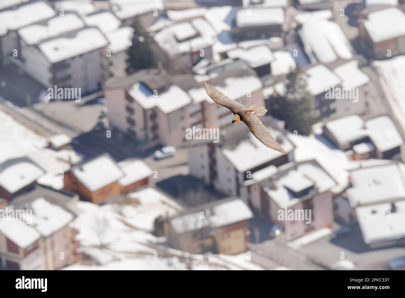 Lammergeier o avvoltoio arborato, Gypaetus barbatus, uccello volante sopra gli edifici della città, fauna selvatica urbana. Raro uccello di montagna, volare con la neve, animale in città Foto Stock