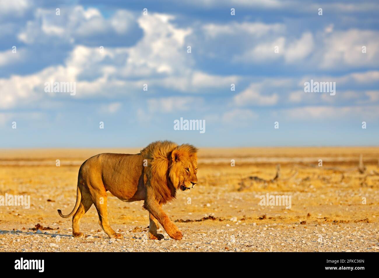 Grande leone maschile arrabbiato in Etosha NP, Namibia. Leone africano che cammina nell'erba, con bella luce da sera. Scena della fauna selvatica dalla natura. Safari in Afri Foto Stock