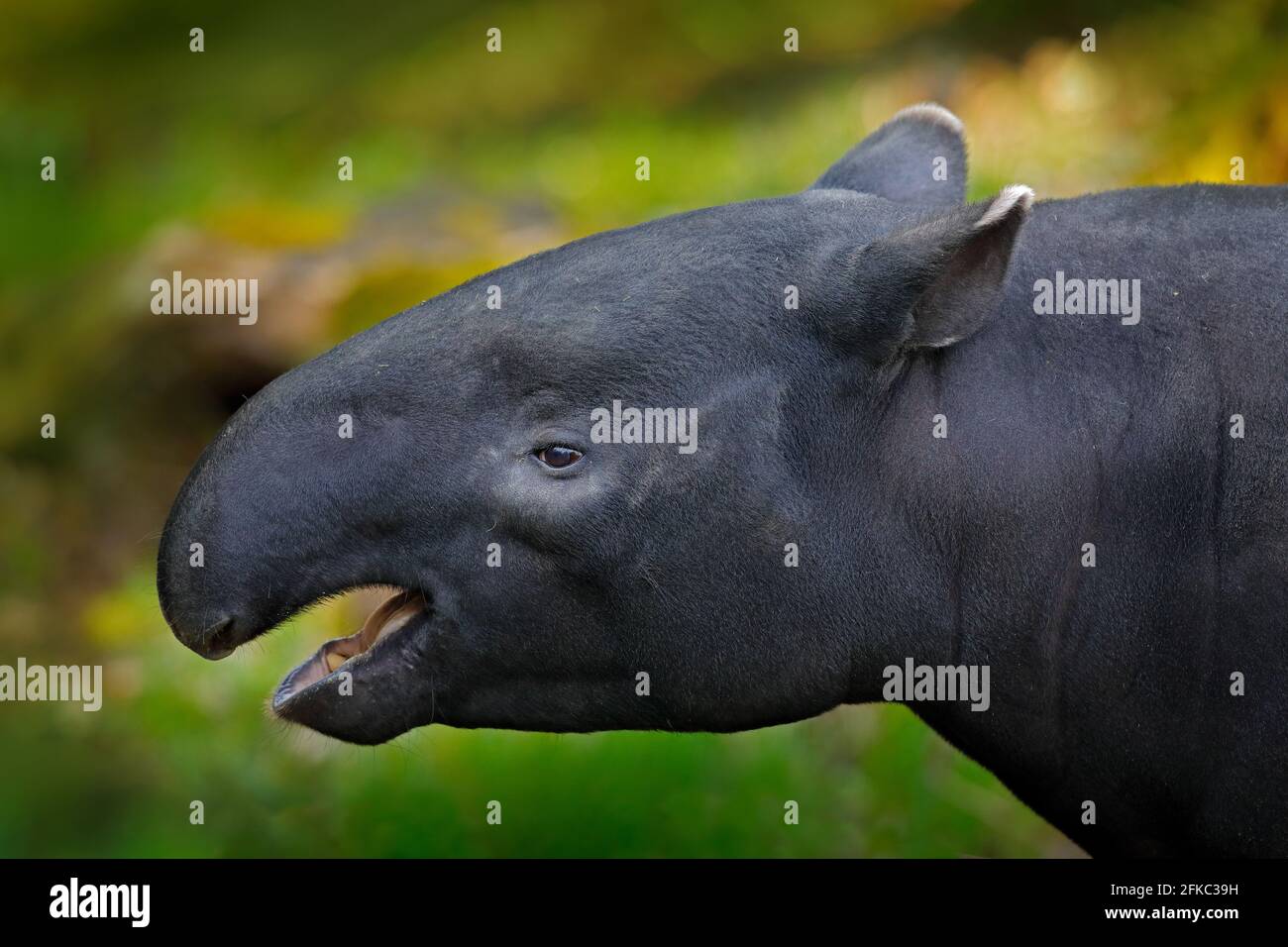 Tapiro in natura. Tapiro asiatico malese tapirus indicus, in vegetazione verde. Primo piano ritratto di animali rari provenienti dalla Malesia. Scena di fauna selvatica da tropica Foto Stock