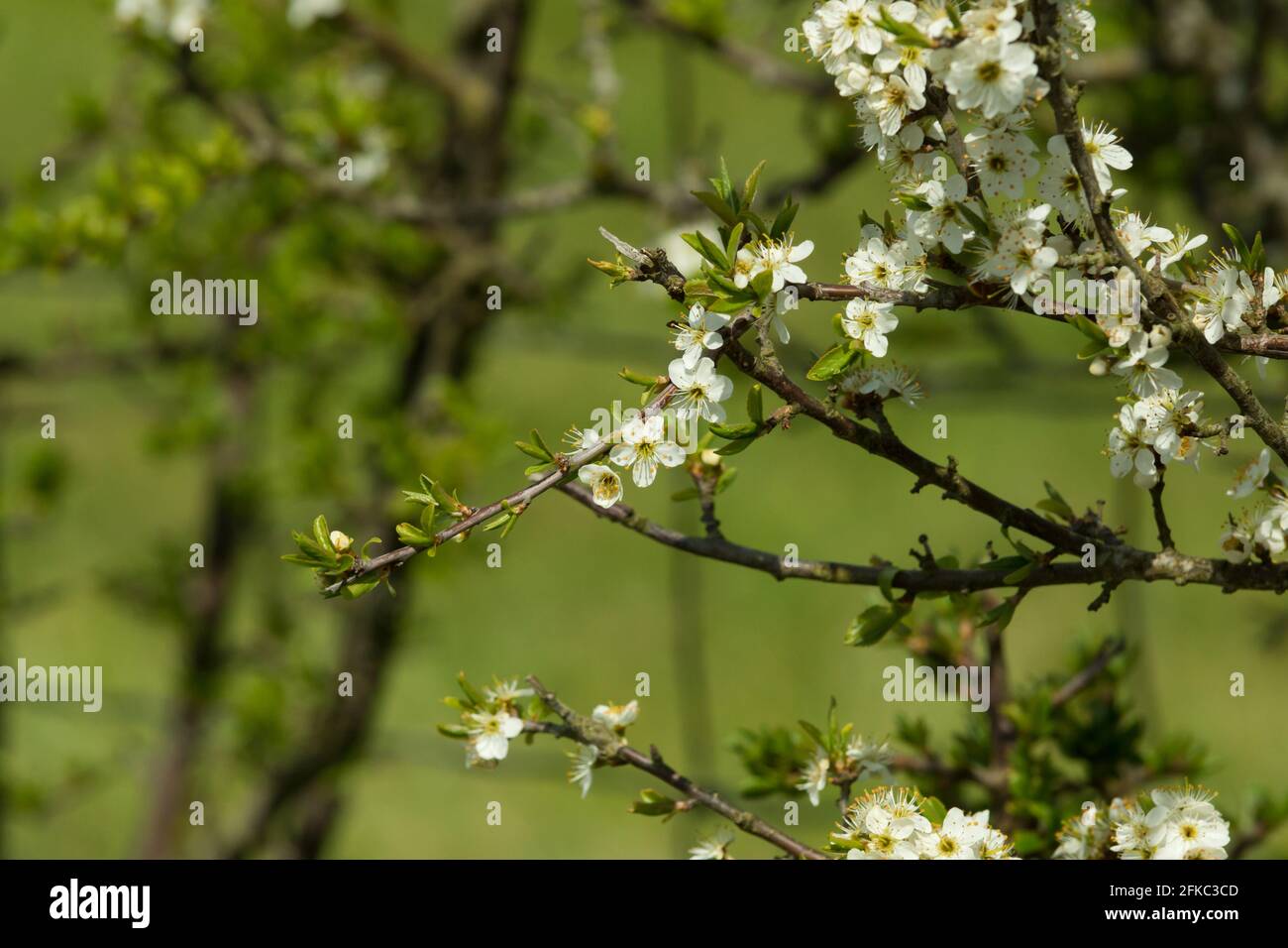 La spina nera o prunus spinosa fiorisce alla fine di aprile un selvaggio Arbusto nativo del Regno Unito e dell'Europa produce sloe bacche a fine autunno Foto Stock